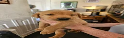Labrador Retriever dogs for sale: KC Registered Pedigree Labrador Pups  - Advert 6