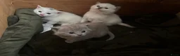 British Shorthair cats for sale: BRITISH SHORT HAIR X KITTENS  - Advert 2