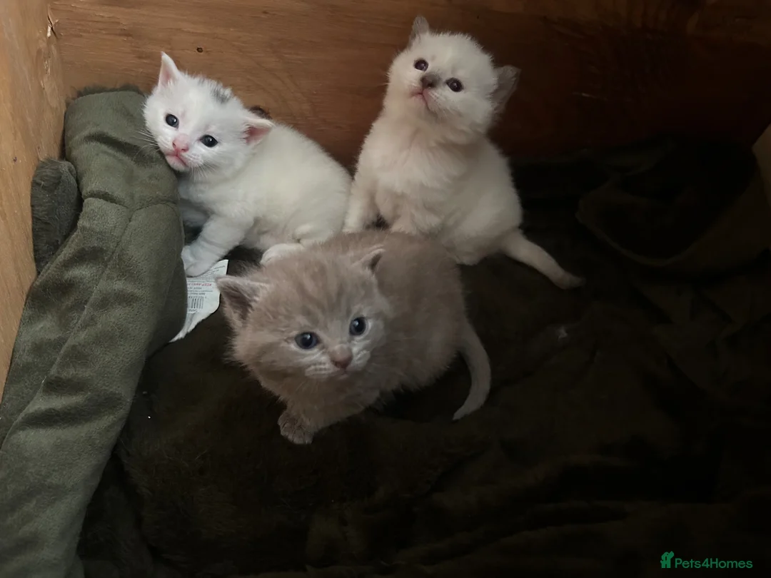 British Shorthair cats for sale: BRITISH SHORT HAIR X KITTENS  - Advert 2