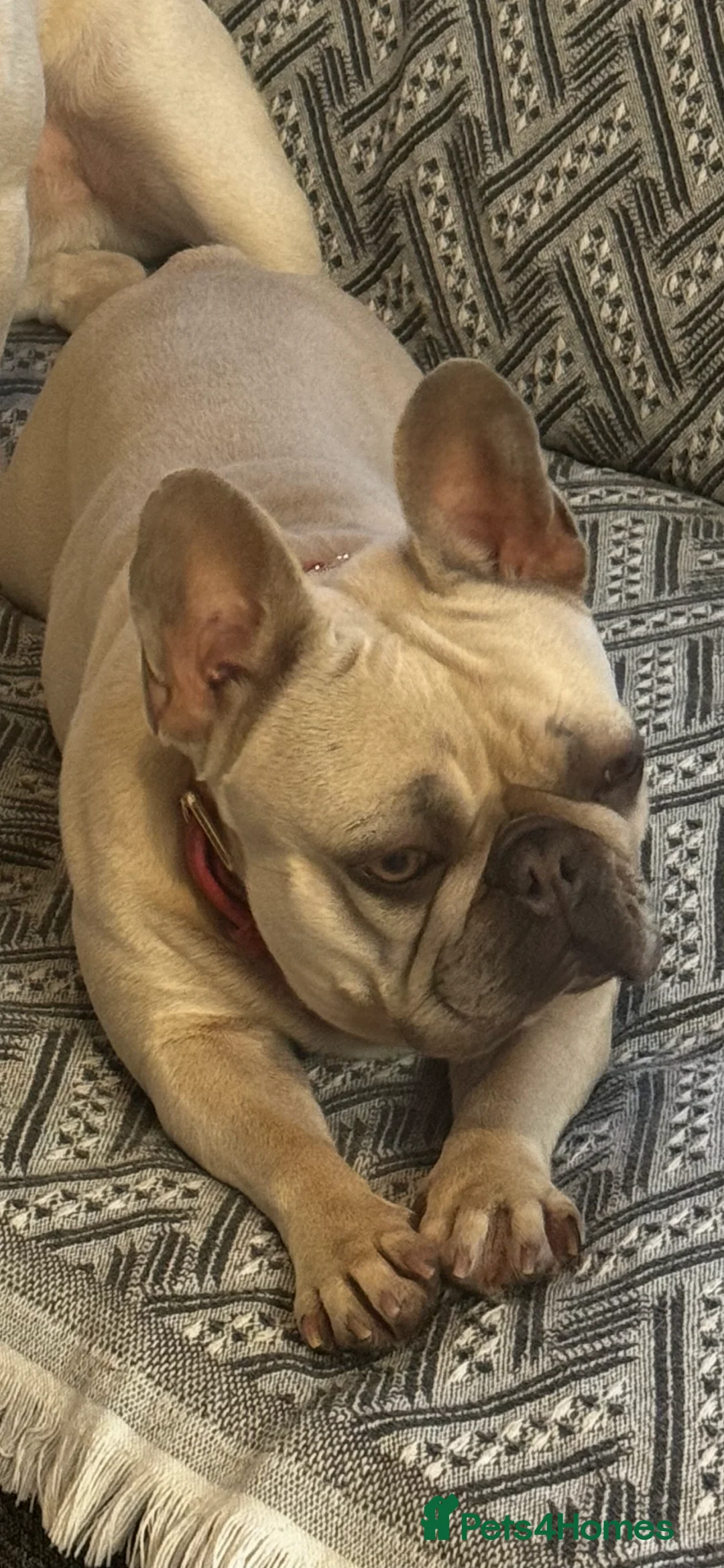 French Bulldog dogs for sale: French bulldog  - Advert 2