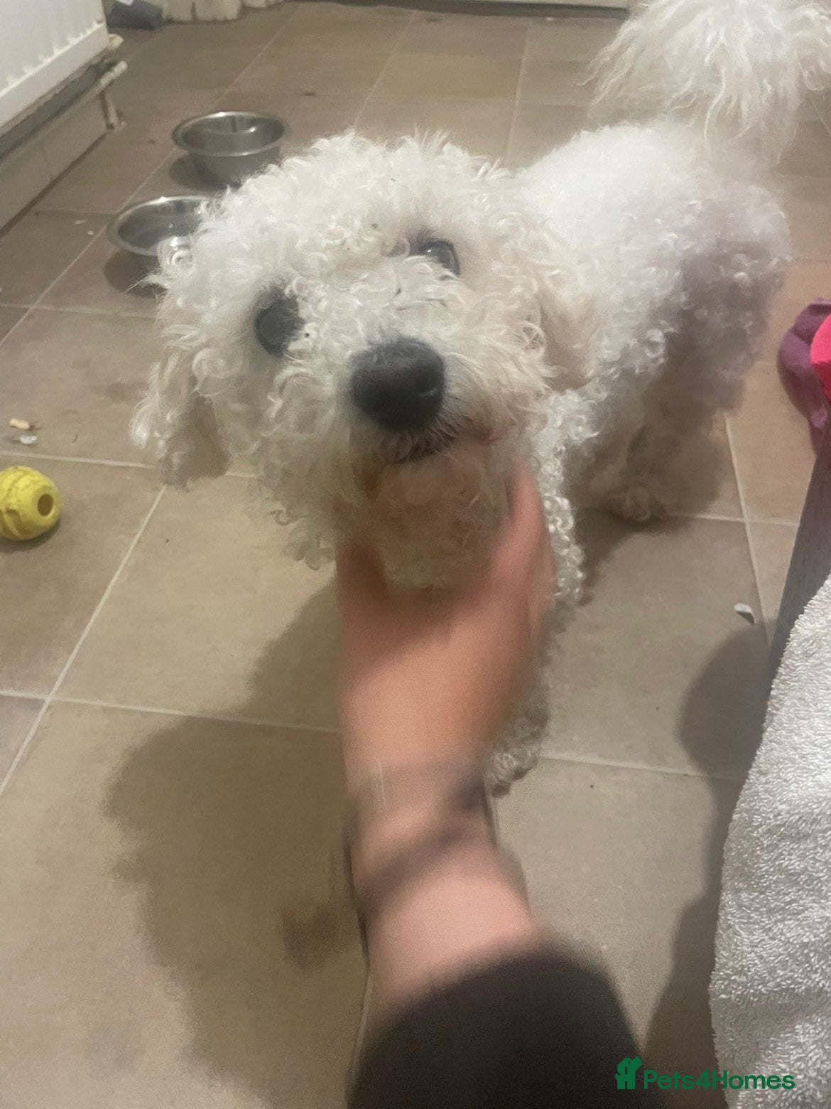 Bichon Frise dogs Snowy - Advert 1