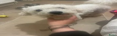 Bichon Frise 1