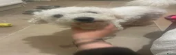 Bichon Frise dogs for sale: Snowy in Aylesbury - Advert 1