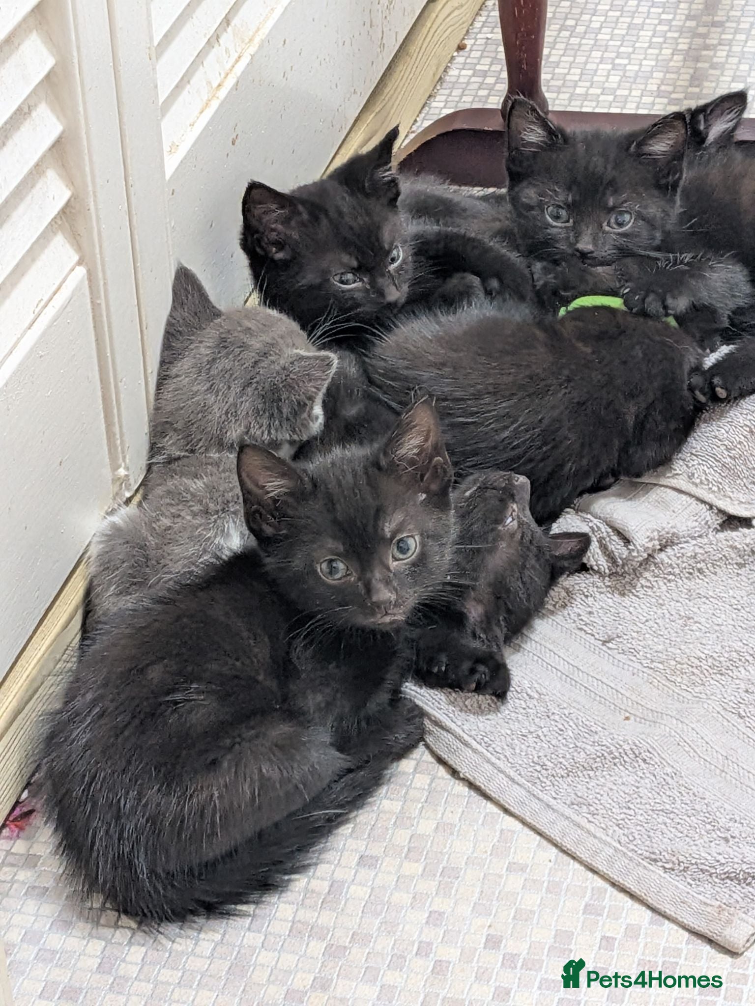 Mixed Breed cats kittens  - Advert 3