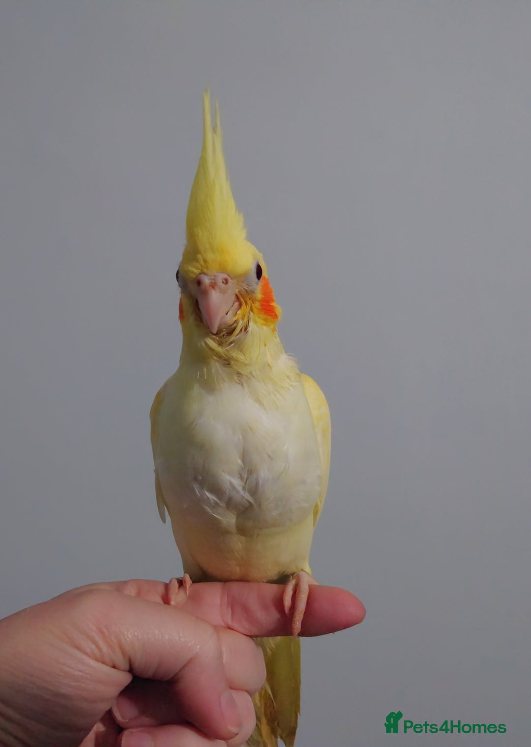 Cockatiels birds for sale: Hand reared silly tame DNA sexed baby cockatiels  - Image 25