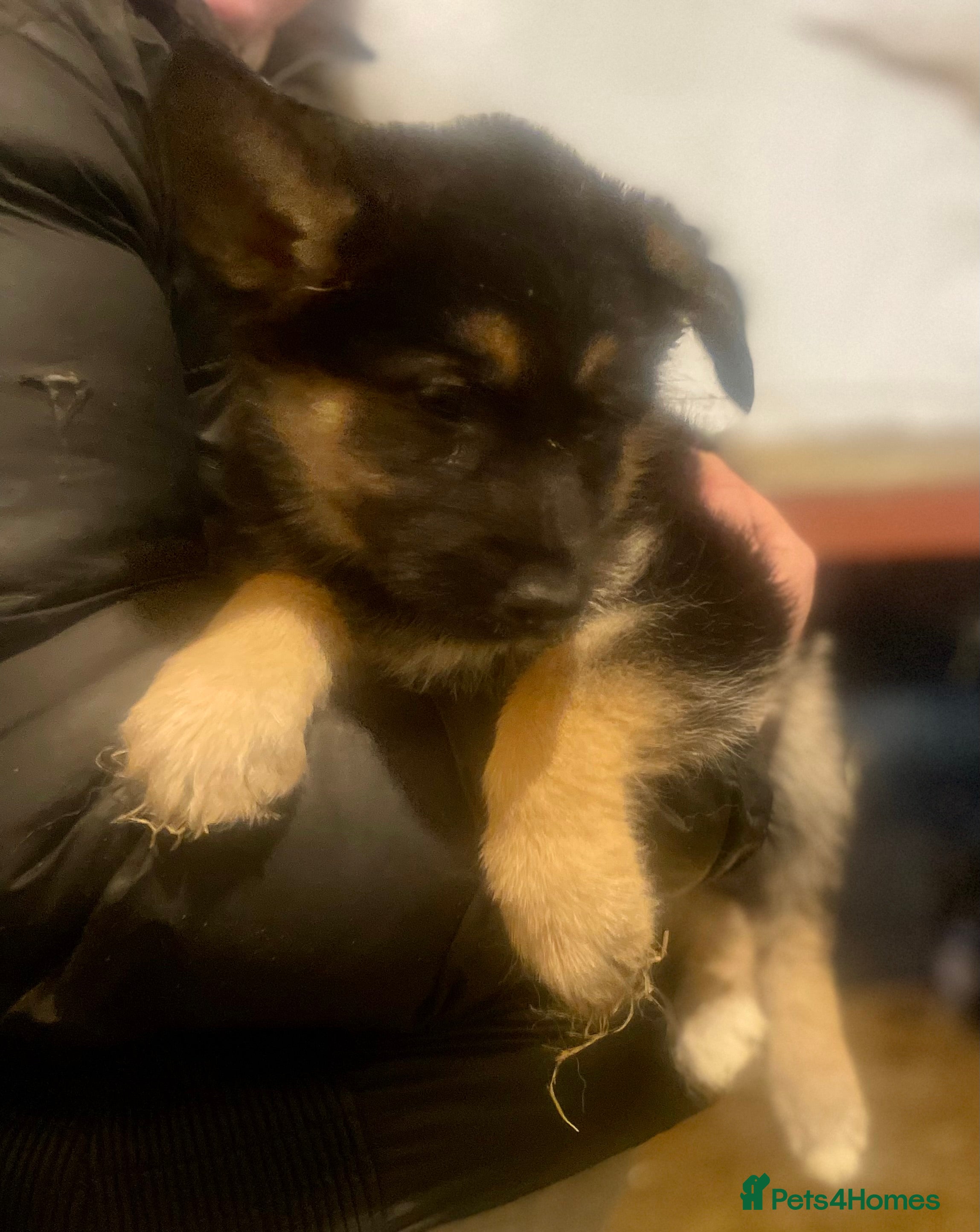 Shepsky dogs German Shepherd cross Husky Puppies  - Advert 2