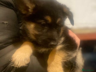 Shepsky dogs German Shepherd cross Husky Puppies - Advert 1