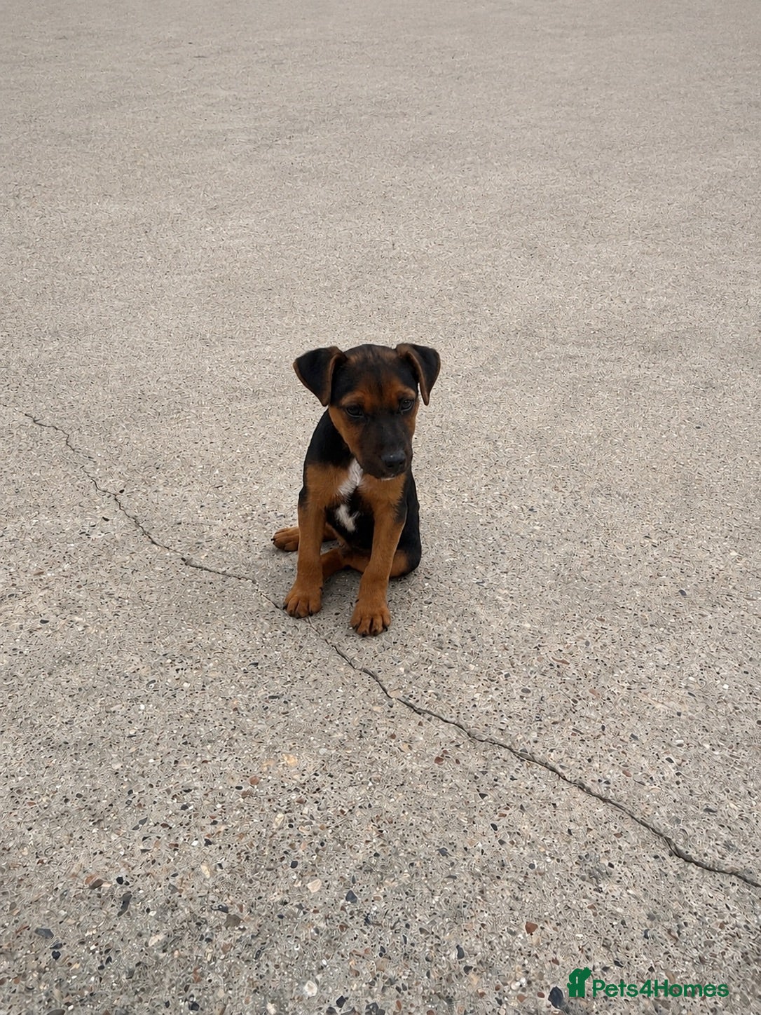Lakeland Terrier dogs Beautiful Lakeland terrier boy - Advert 3