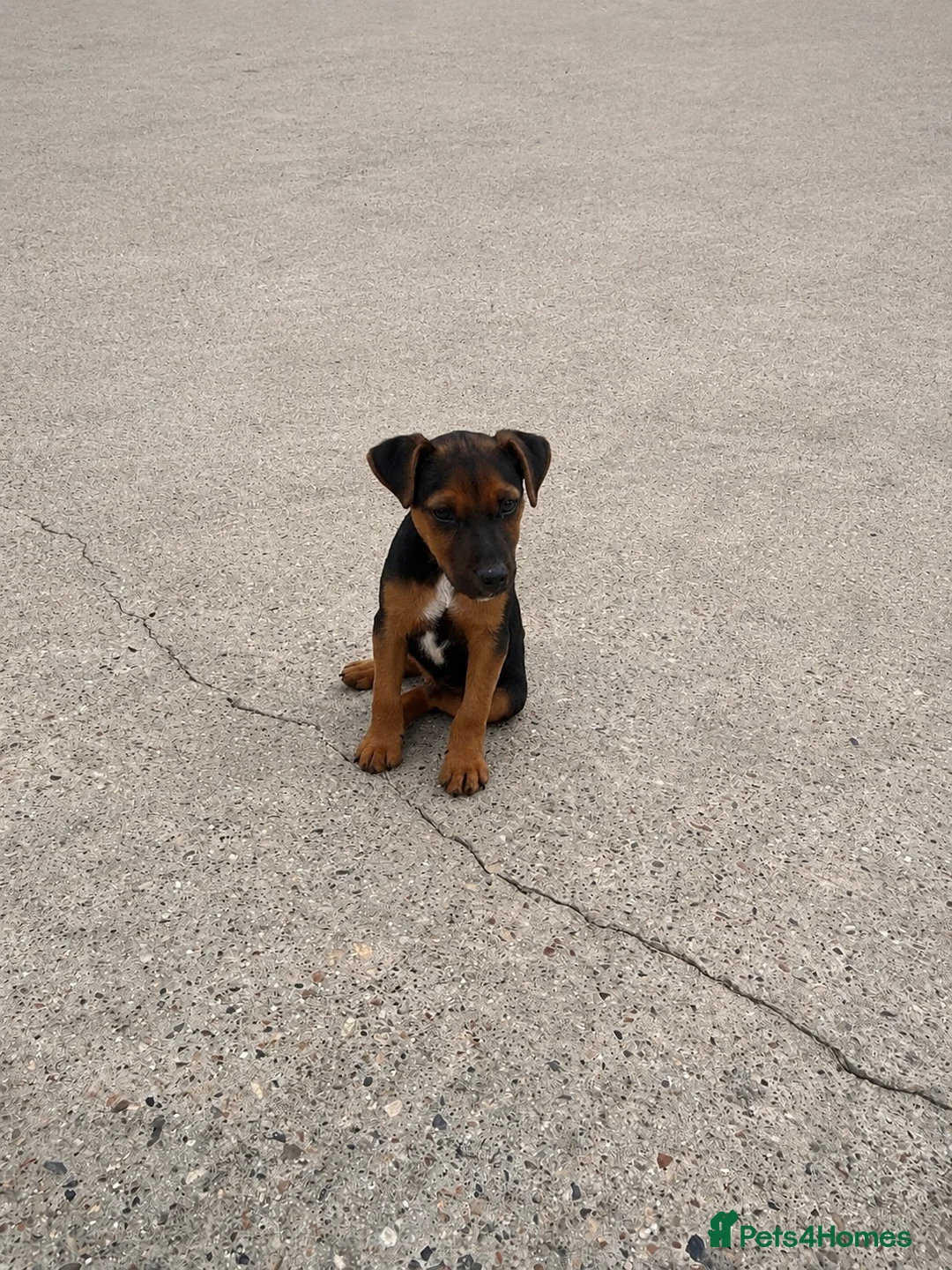Lakeland Terrier dogs for sale: Beautiful Lakeland terrier boy in Crowborough - Advert 1