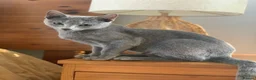 Bengal cats for sale: Mooshi & Summer – Bonded Pedigree Bengal & RB Pair - Advert 8