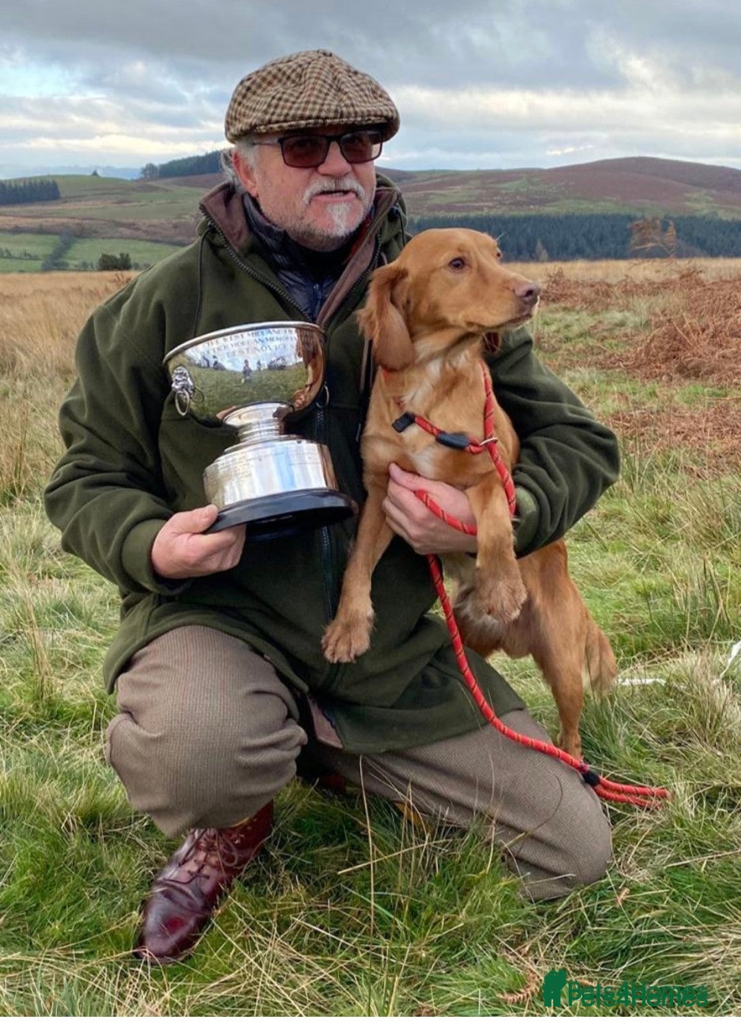 Cocker Spaniel dogs for sale:  CHAMPION BLOODLINE WORKING COCKER WAITING LIST  - Advert 4