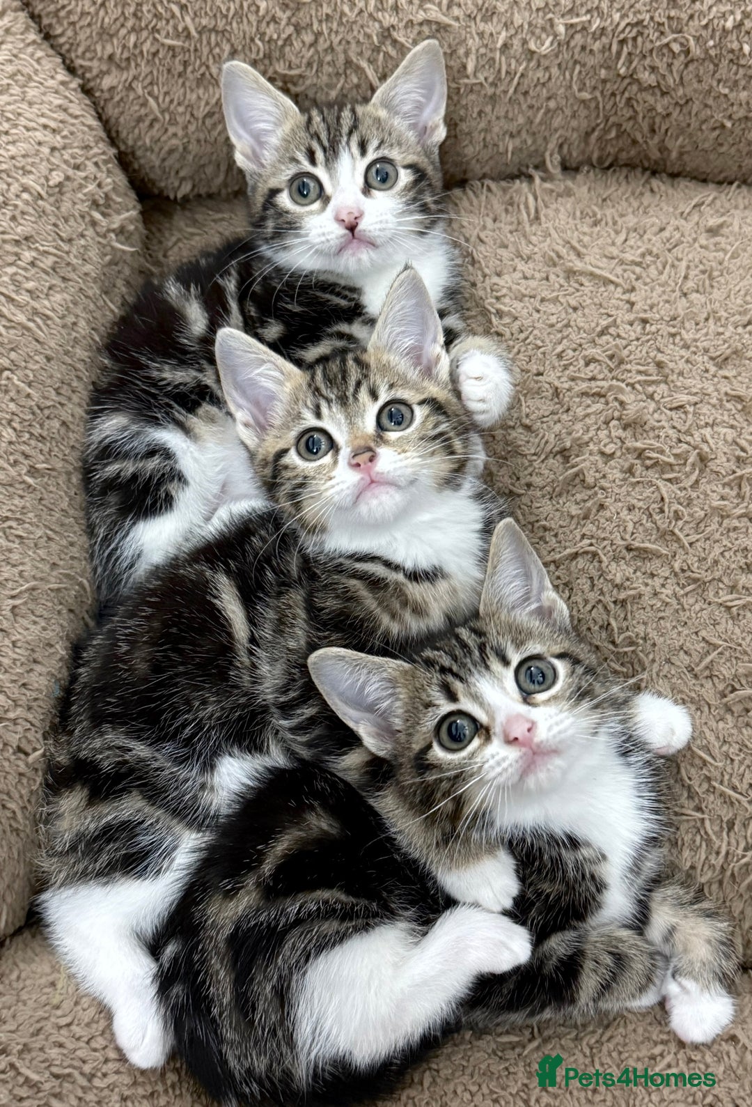 Mixed Breed cats for sale: BEAUTIFUL KITTENS - Image 3