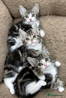 Mixed Breed cats - Advert 10