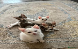 Bengal cats for sale: 7 Bengal x Tabby Kittens for Sale.  - Image 20