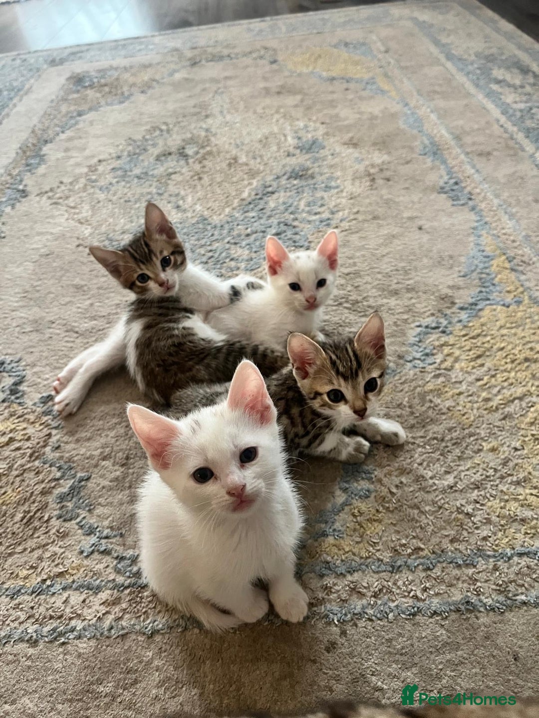Bengal cats for sale: 7 Bengal x Tabby Kittens for Sale.  - Image 20