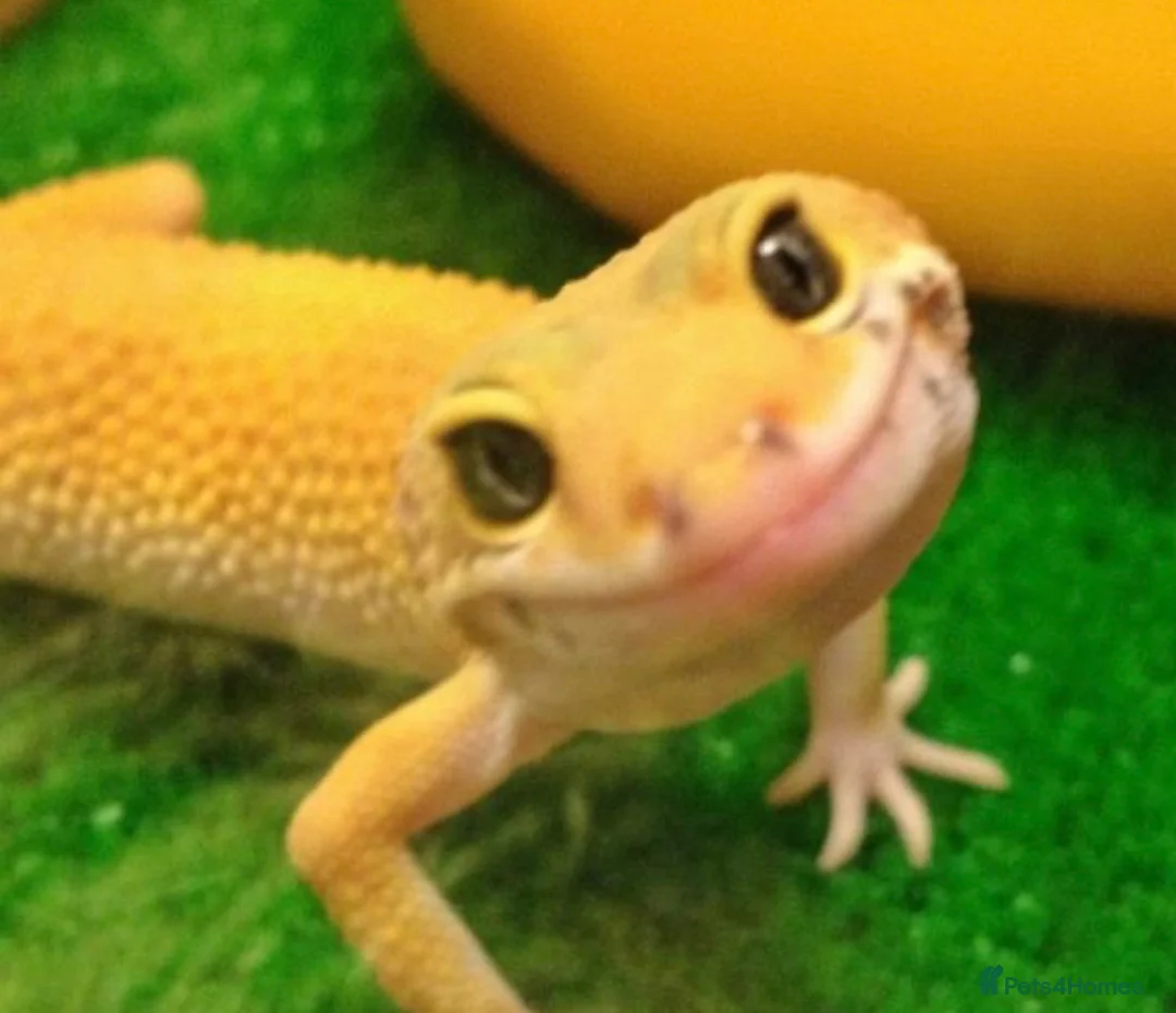 Leopard Gecko reptiles for sale: Gorgeous very tame leopard gecko  in Bristol - Advert 1