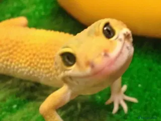 Leopard Gecko reptiles Gorgeous very tame leopard gecko - Advert 1