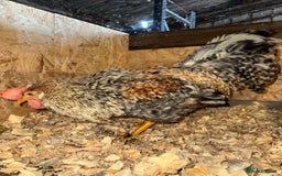 Chickens poultry for sale: Cockerels, Blue Copper Maran, Cream Legbar, Olive  - Image 8