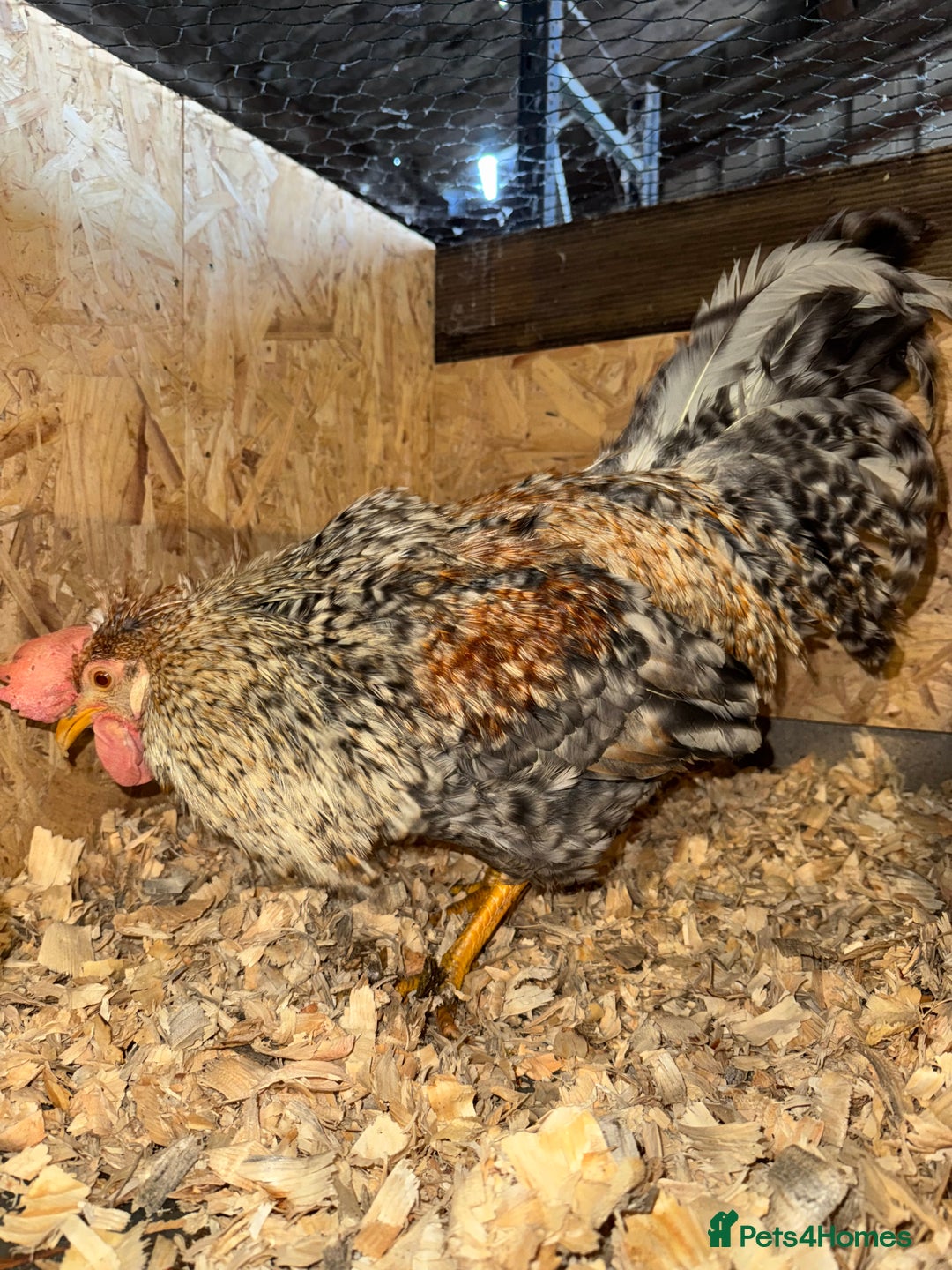 Chickens poultry for sale: Cockerels, Blue Copper Maran, Cream Legbar, Olive  - Image 8