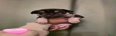 French Bulldog 3