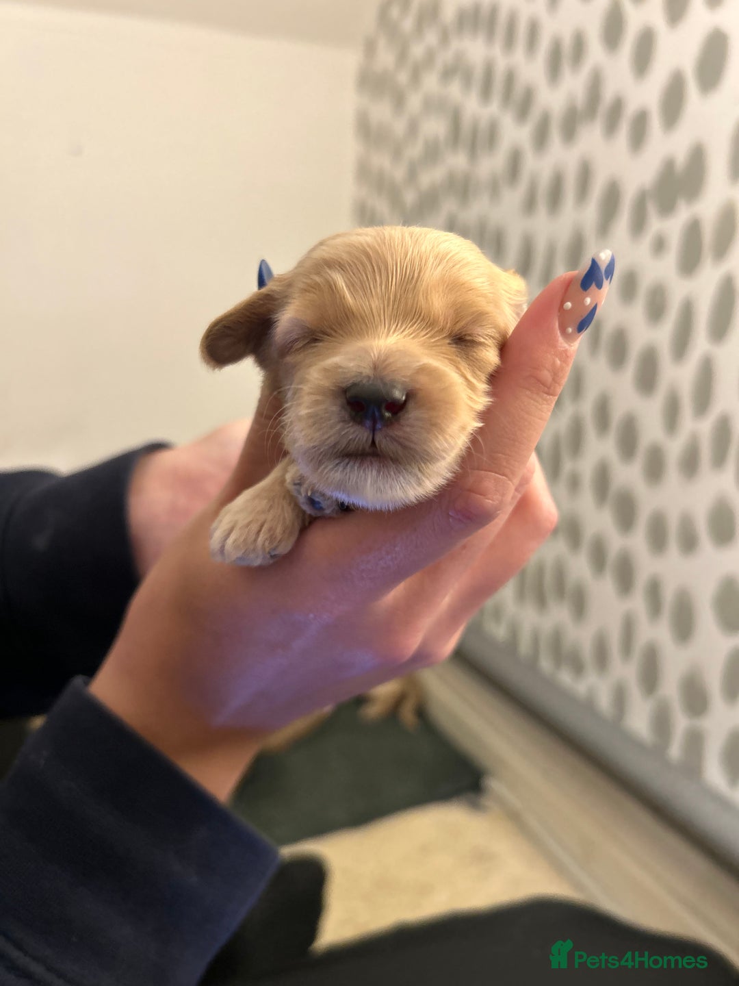 Cockapoo dogs for sale: F2 cockapoo’s for sale! 🌟  - Advert 19