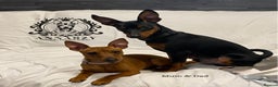 Miniature Pinscher dogs for sale: Pure 100% Miniature Pinscher-Licensed Breeder🐾❤️  - Advert 8