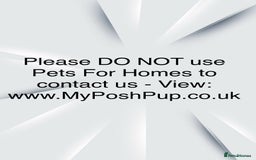 Goldendoodle dogs for sale: Goldendoodle pups via POLICE dog behaviourist  - Image 8