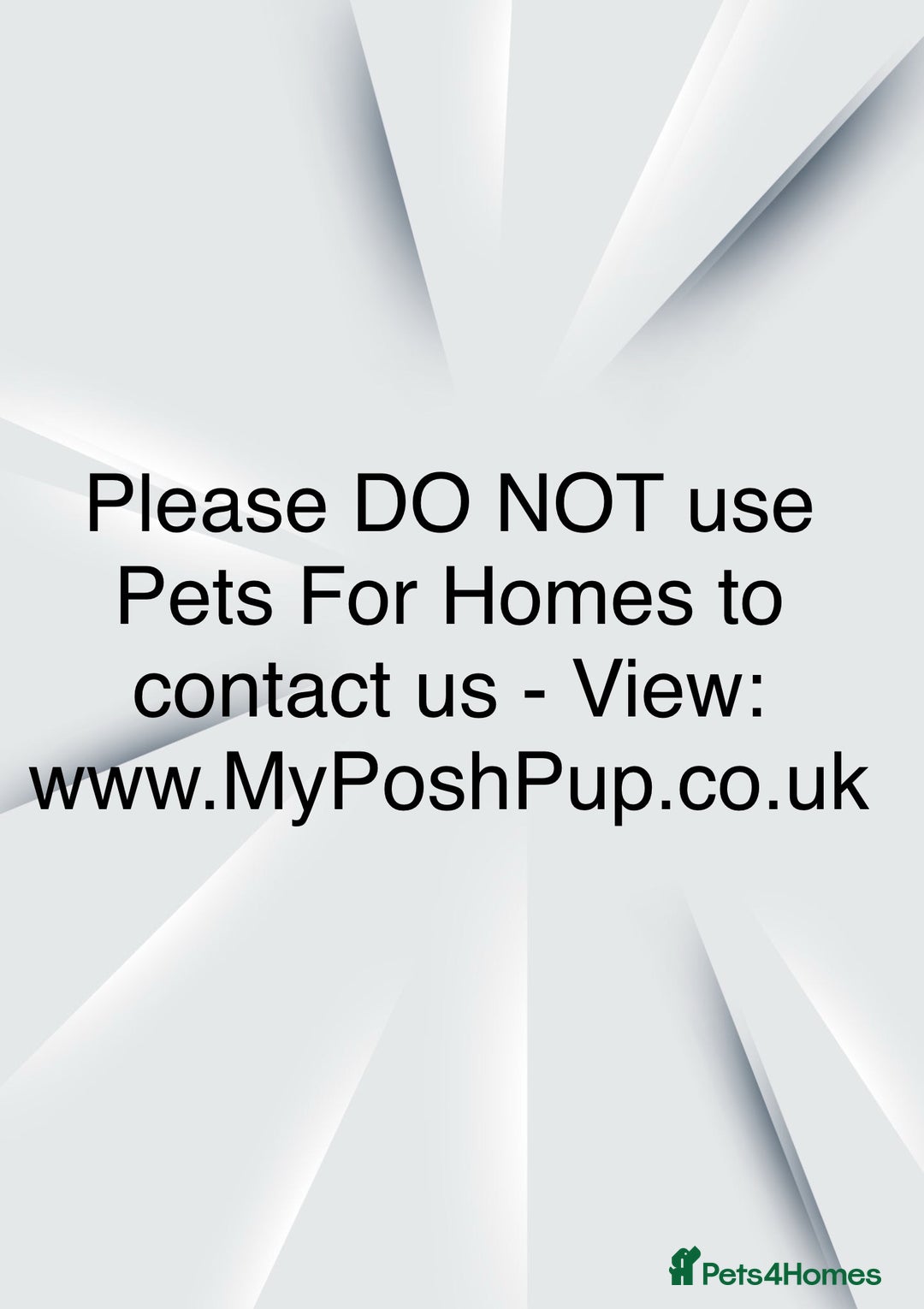 Goldendoodle dogs for sale: Goldendoodle pups via POLICE dog behaviourist  - Image 8