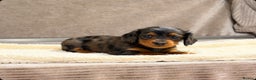 Miniature Dachshund dogs for sale: STUNNING LONG HAIRED KC MINI DACHSHUND PUPPIES - Advert 19