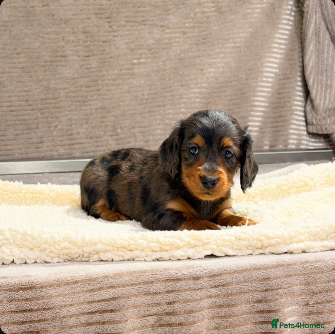 Miniature Dachshund dogs for sale: STUNNING LONG HAIRED KC MINI DACHSHUND PUPPIES - Advert 19