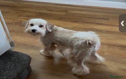 Tibetan Terrier dogs for sale: Beautiful Tibetan Terrier Puppy 9 months old - Image 4
