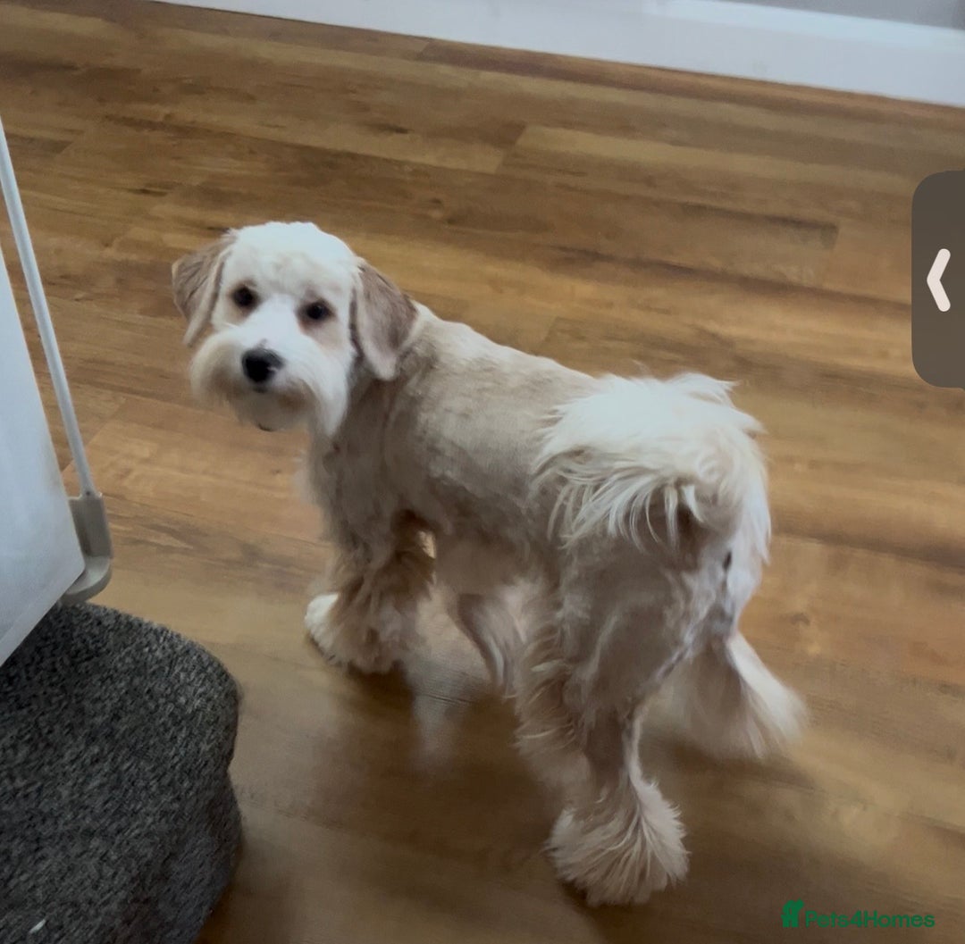 Tibetan Terrier dogs for sale: Beautiful Tibetan Terrier Puppy 9 months old - Image 4