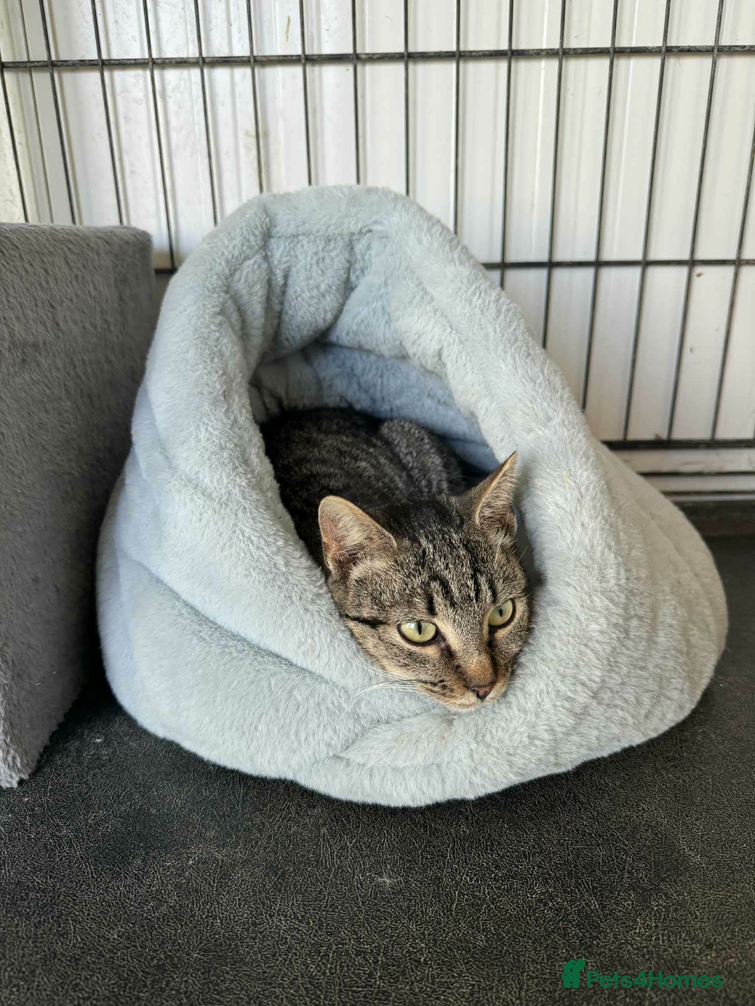 Mixed Breed cats for adoption: Flo - Norwich Norfolk  - Advert 5