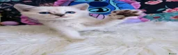 Scottish Fold cats for sale: 🐾 Stunning Scottish kitties 🐾 - Advert 21