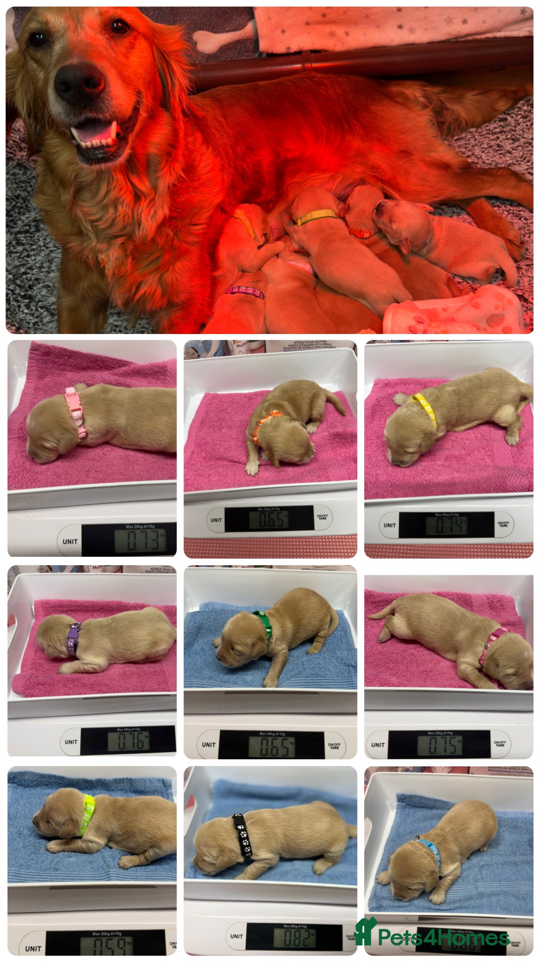 Golden Retriever dogs 38GEN KC FCI reg HEALTH TESTED DAD TITLED CHAMPION - Advert 2