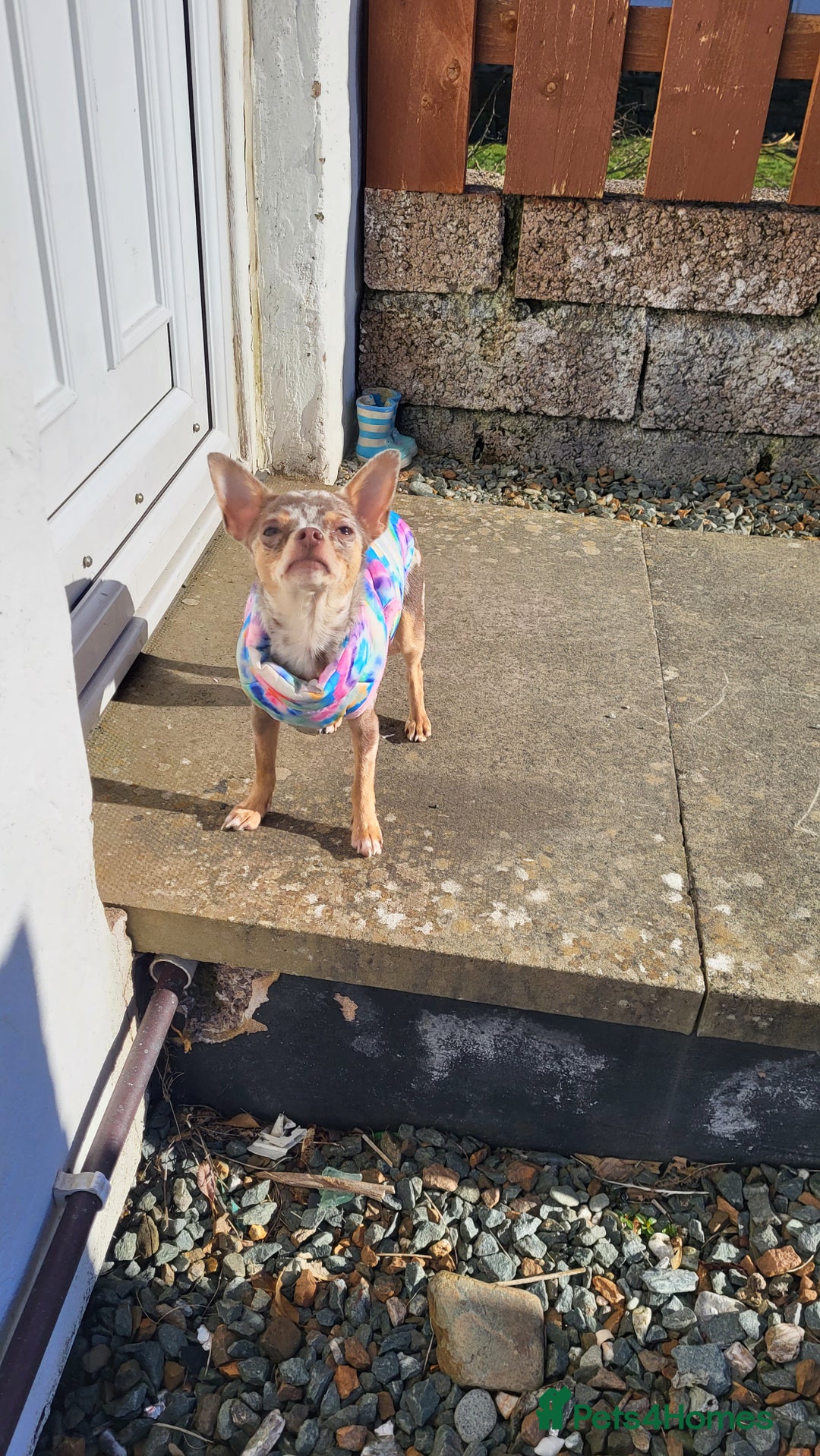 Chihuahua dogs for sale: Chiuahuah pups Lilac merl, fawn and white  - Image 6