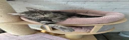 Maine Coon cats for sale: TICA Maine Coon Girls Ready Now DNA clear  - Advert 9