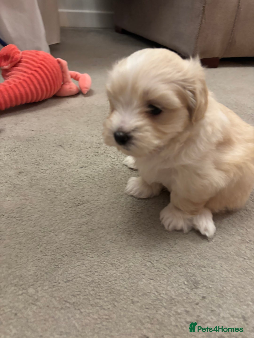 Maltipoo dogs for sale: Maltipoo - Advert 5