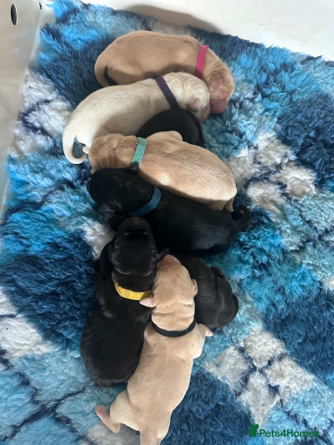 Labrador Retriever dogs for sale: Family bred Labradors ready October 28th  - Image 3