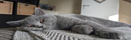 British Shorthair cats for sale: Two sister BSH - Advert 10