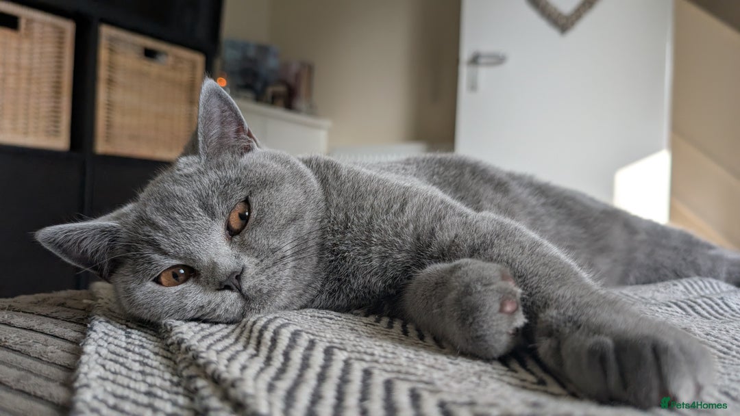 British Shorthair cats for sale: Two sister BSH - Advert 10