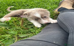 Border Collie dogs for sale: Border collie puppies - Image 7