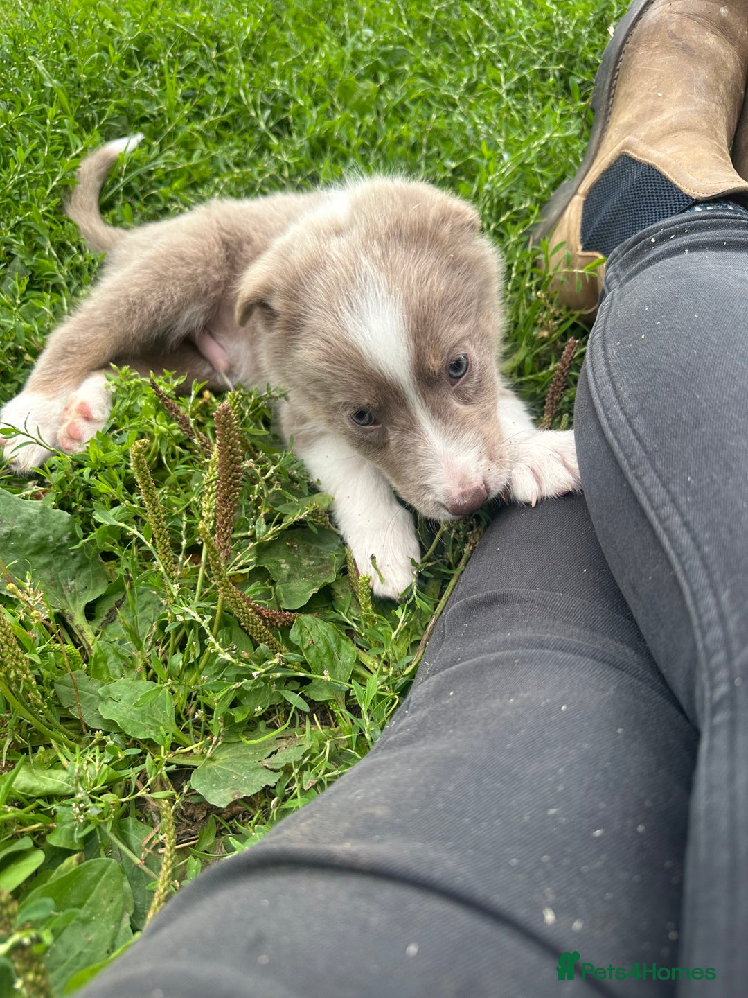 Border Collie dogs for sale: Border collie puppies - Image 7