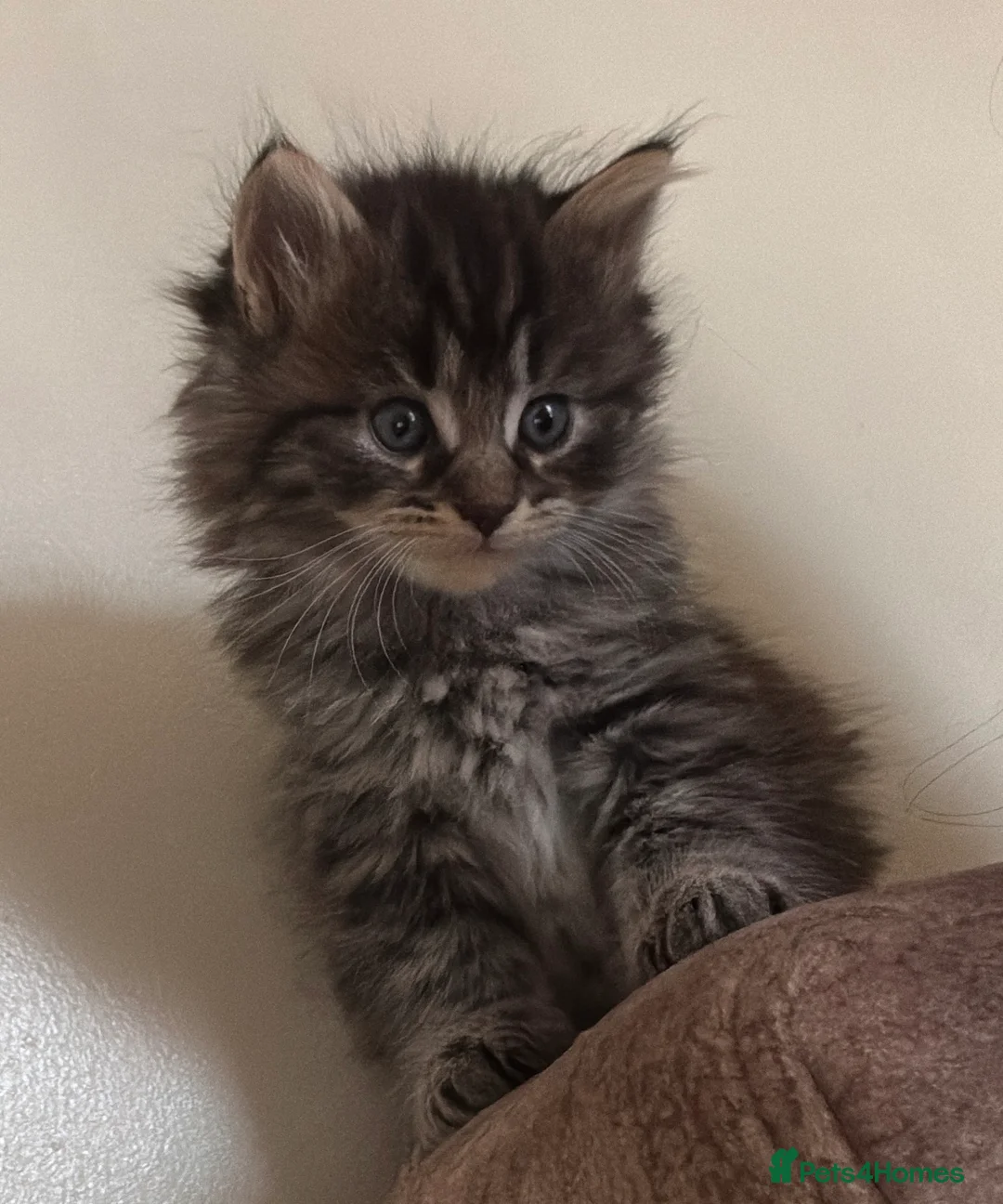Mixed Breed cats for sale: Kittens for SALEEEE - Advert 2