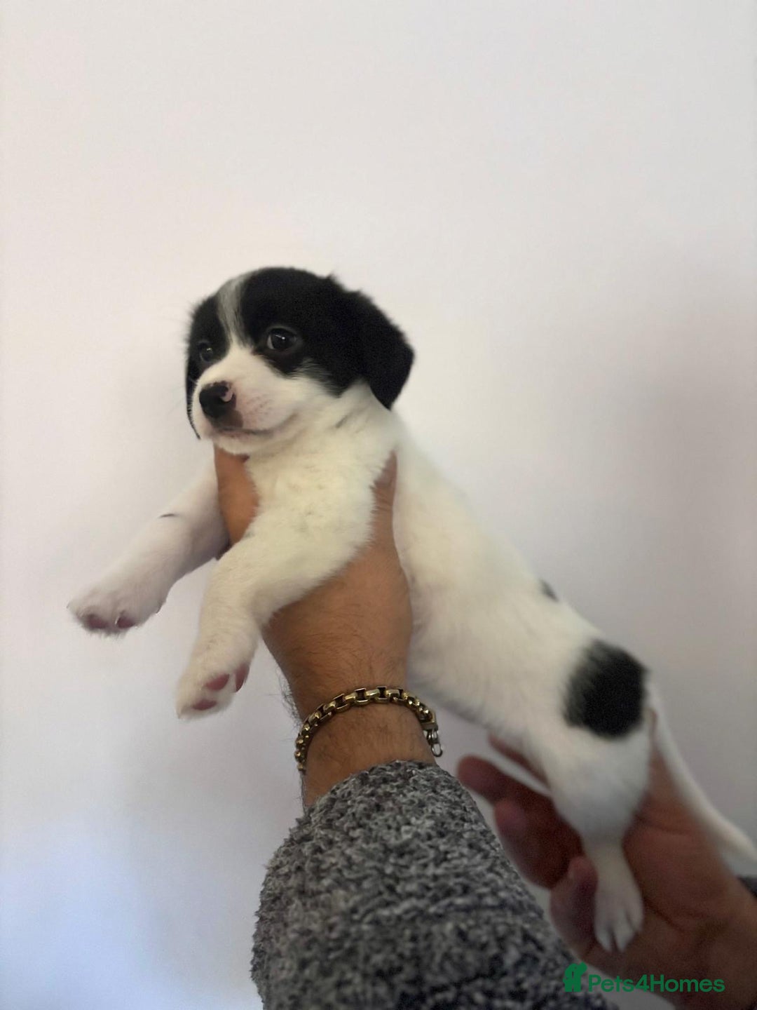 Mixed Breed dogs for sale: 3 beautiful Bichon Maltese mixed breed pups - Advert 9