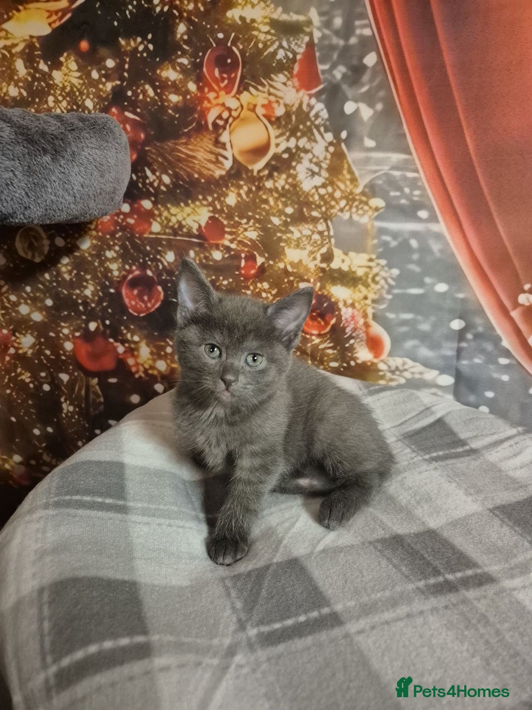 Russian Blue cats for sale: Russian blue x maincoone mix - Advert 5