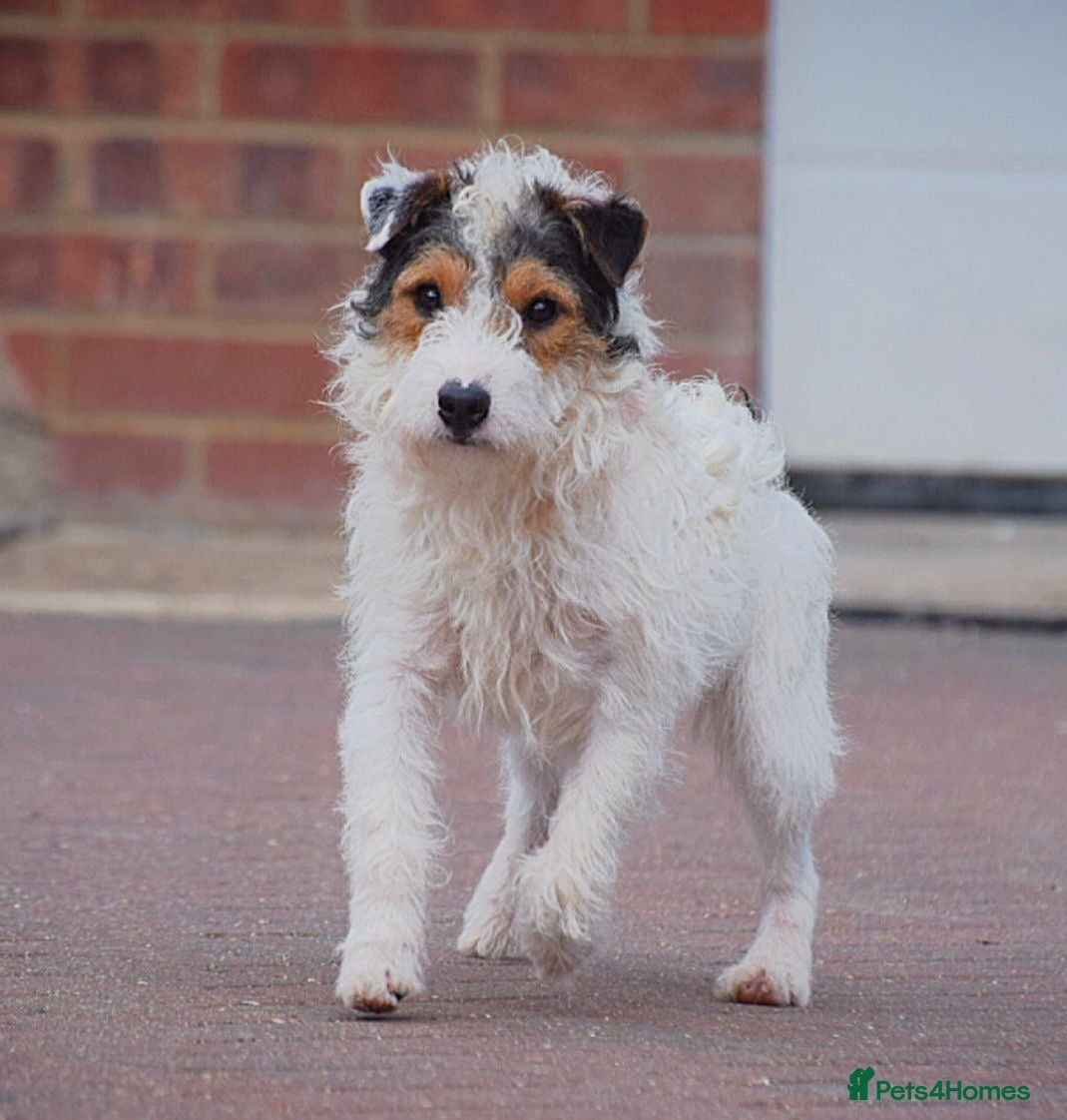 Parson Russell dogs 5 star licensed registered breeder - Advert 17