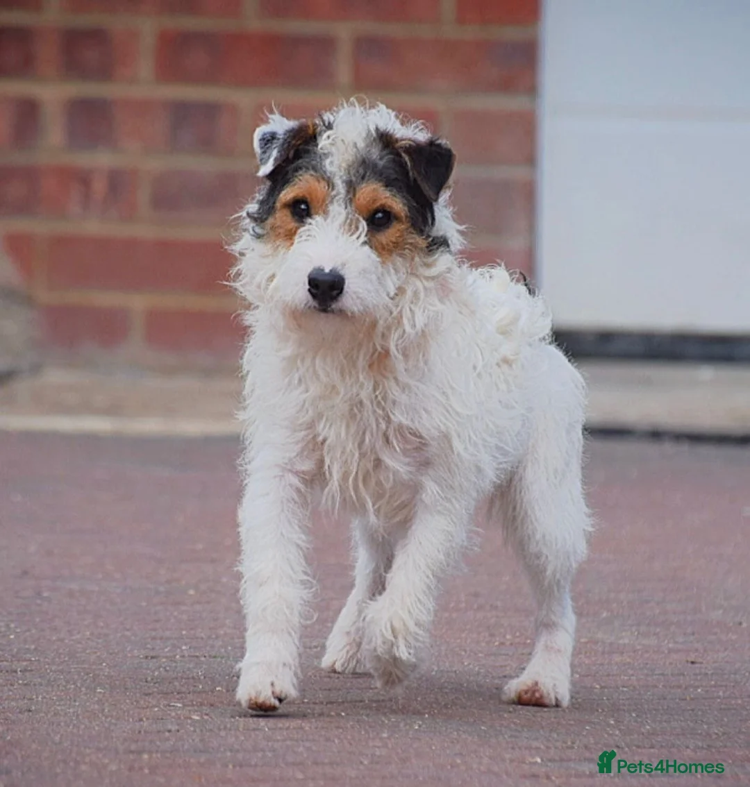 Parson Russell dogs for stud: 5 star licensed registered breeder - Advert 1