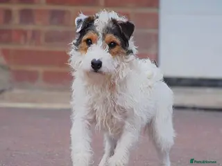 Parson Russell dogs 5 star licensed registered breeder - Advert 17