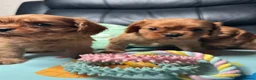 Cavalier King Charles Spaniel dogs for sale: Ruby KC King Charles Cavalier Health Tested  - Advert 5